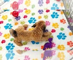 Rex - Male Havapoo Puppy for Sale - Photo #2
