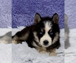 Small Photo #1 Siberian Husky Puppy For Sale in SANDY HOOK, KY, USA
