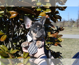 French Bulldog Puppy for sale in LEBANON, KY, USA