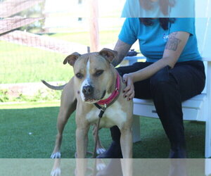 Sugar - Female Mutt Dog for Adoption - Photo #5