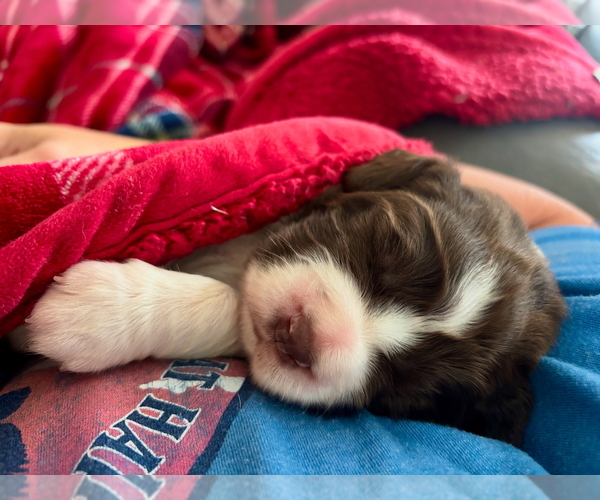 Medium Photo #17 English Springer Spaniel Puppy For Sale in ACTON, MT, USA