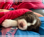Small Photo #17 English Springer Spaniel Puppy For Sale in ACTON, MT, USA