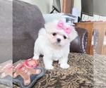 Small Photo #8 Maltese Puppy For Sale in SANTA CLARITA, CA, USA