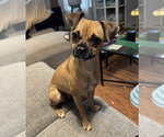 Jenga #1 - Female Chug Dog for Adoption - Small photo