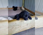 Small Photo #9 Labrador Retriever Puppy For Sale in LEBANON, MO, USA