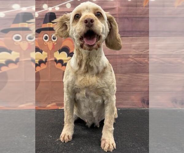 Medium Photo #4 Cock-A-Poo Puppy For Sale in Westminster, MD, USA