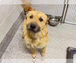 Small Photo #1 German Shepherd Dog-Schnauzer (Giant) Mix Puppy For Sale in Houston, TX, USA