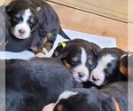 Small Photo #3 Bernese Mountain Dog Puppy For Sale in PAXTON, IL, USA