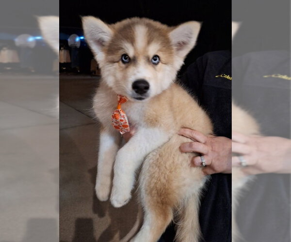Medium Photo #1 Siberian Husky Puppy For Sale in House Springs, MO, USA