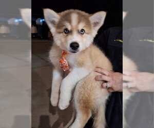 Malbec - Male Siberian Husky Dog for Adoption