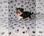 Small #7 Morkie