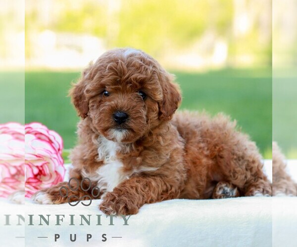 Medium Photo #4 Cavapoo (Miniature) Puppy For Sale in LITITZ, PA, USA