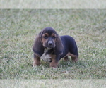 Small Photo #11 Basset Hound Puppy For Sale in MEMPHIS, MO, USA