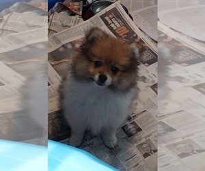 Pomeranian Puppy for sale in SPOTSYLVANIA, VA, USA