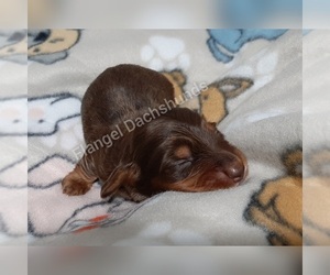 Dachshund Puppy for sale in VALDOSTA, GA, USA