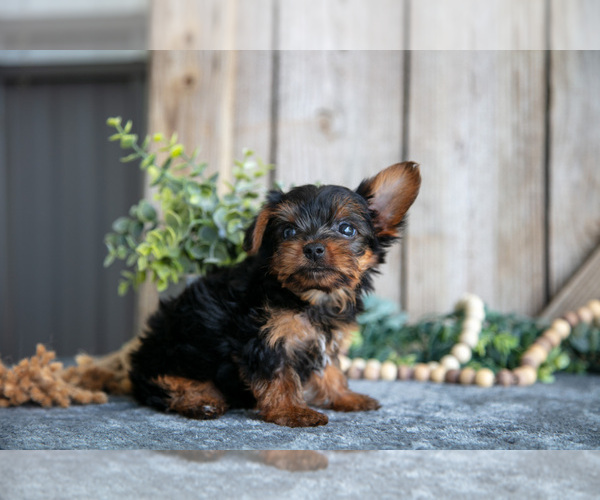 Medium Photo #15 Yorkshire Terrier Puppy For Sale in GREENWICH, OH, USA