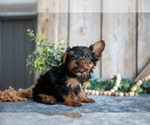 Small Photo #15 Yorkshire Terrier Puppy For Sale in GREENWICH, OH, USA