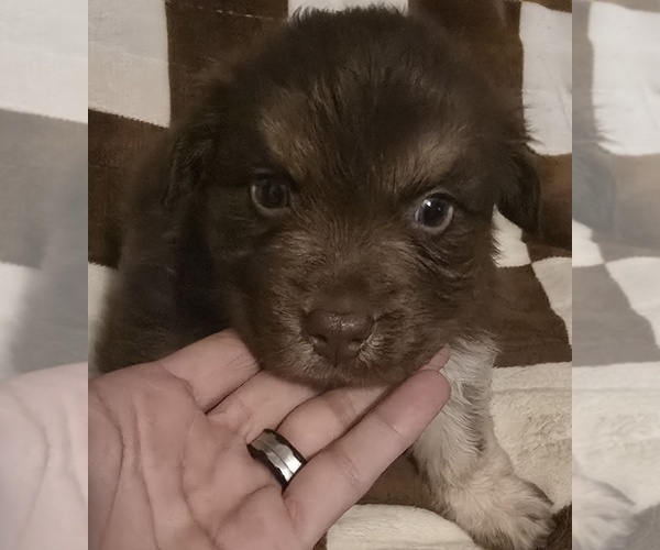 Medium Photo #14 Australian Shepherd Puppy For Sale in ROY, UT, USA