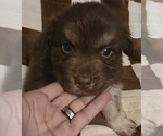 Small Photo #3 Australian Shepherd Puppy For Sale in ROY, UT, USA