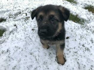 German Shepherd Dog Dogs for adoption in MAE, WA, USA