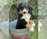 Small Photo #5 Bernese Mountain Dog Puppy For Sale in MIDDLEBURY, IN, USA