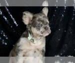 Small #5 French Bulldog