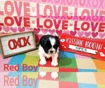 Small Photo #9 Shih Tzu Puppy For Sale in BERRYVILLE, VA, USA