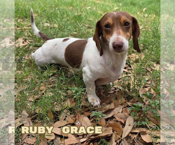 Medium Photo #6 Dachshund Puppy For Sale in San Antonio, TX, USA