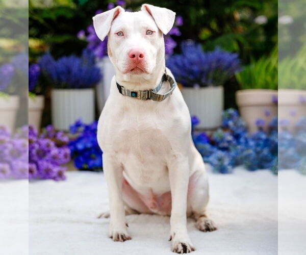 Medium Photo #1 Mutt Puppy For Sale in Brooklyn Center, MN, USA