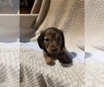 Puppy Girl 1 Dachshund