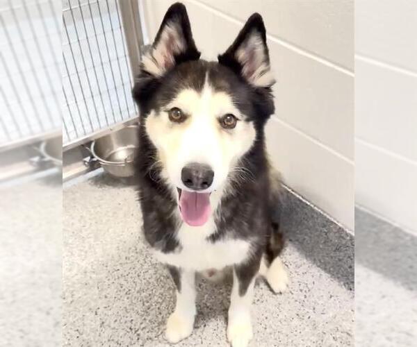 Medium Photo #3 Siberian Husky Puppy For Sale in Houston, TX, USA