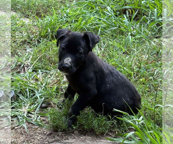 Medium Photo #2 Labrador Retriever-Unknown Mix Puppy For Sale in Spring Lake, NC, USA