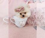 Small #8 Pomeranian