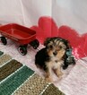 Small Photo #13 Yorkshire Terrier Puppy For Sale in HUDDLESTON, VA, USA