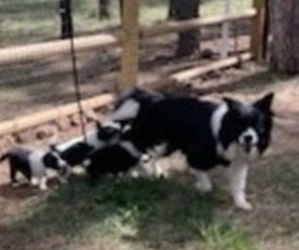 Mother of the Border Collie puppies born on 04/04/2023