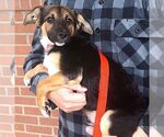 Small #2 Mutt