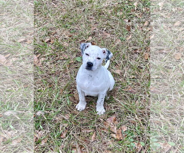 Medium Photo #1 American Pit Bull Terrier-Unknown Mix Puppy For Sale in Slidell, LA, USA