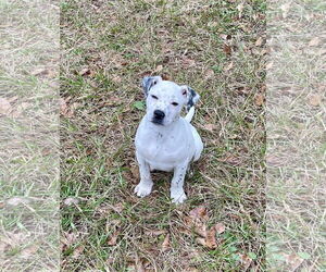 American Pit Bull Terrier-Unknown Mix Dogs for adoption in Slidell, LA, USA