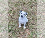 Small American Pit Bull Terrier Mix