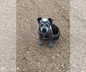 Australian Cattle Dog Puppy for sale in BRIGGSDALE, CO, USA