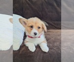 Small #11 Pembroke Welsh Corgi