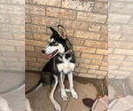 Small #4 Siberian Husky