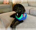 Small Photo #41 Goldendoodle (Miniature) Puppy For Sale in CAPE CORAL, FL, USA