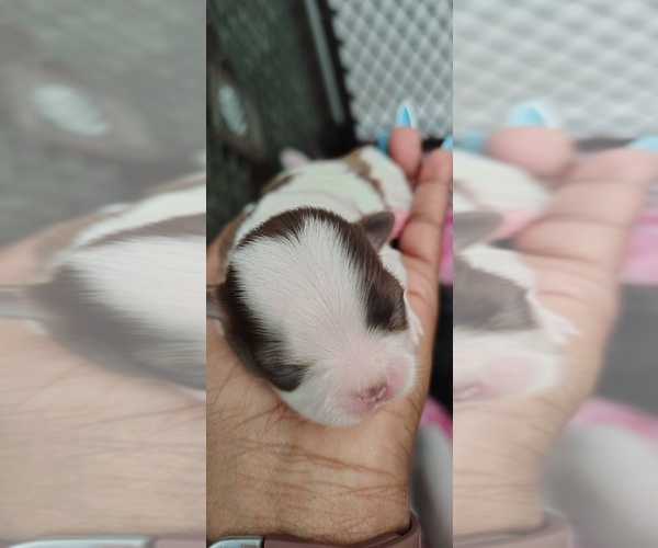 Medium Photo #1 Mal-Shi Puppy For Sale in FUQUAY VARINA, NC, USA