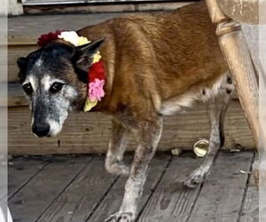 Honey - TX - PENDING ADOPTION - Female Mutt Dog for Adoption - Photo #7