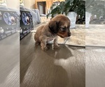 Puppy Puppy 7 Dachshund