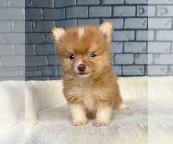Medium Photo #6 Pomeranian Puppy For Sale in OCALA, FL, USA