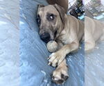 Small #4 Catahoula Leopard Dog-German Shepherd Dog Mix