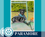 Small #30 Border Collie Mix