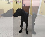 Small #3 Great Dane